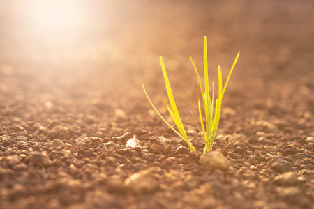 Fresh start and growth  Business conceptの写真素材
