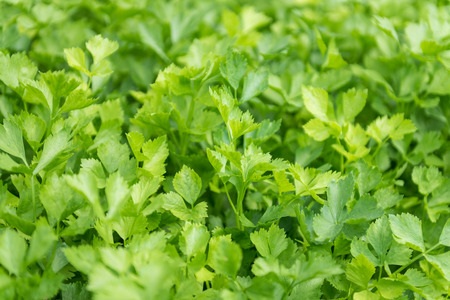 Celery hydroponics method of growing plantsの写真素材