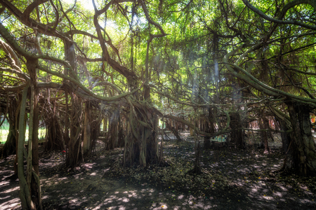 The roots of the banyan tree.の写真素材