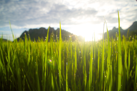 Out of focus Sunset view over paddy field for backgroundの写真素材