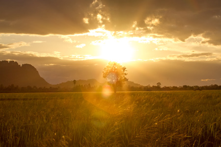 Sunset  over paddy field for backgroundの写真素材