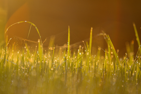 Meadow background Sunrise timeの写真素材