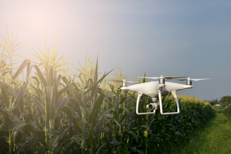 Drone fly above green corn field.The concept of using aircraft inspects Corn farmの写真素材