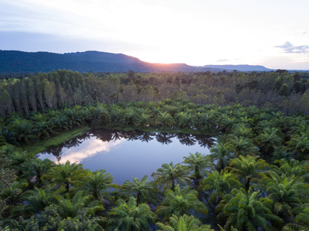 aerial view sunset palm treesの写真素材