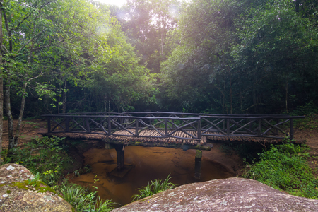 Wood bridge in the forestの写真素材