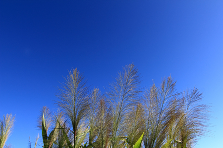 Grass to make brooms.の写真素材