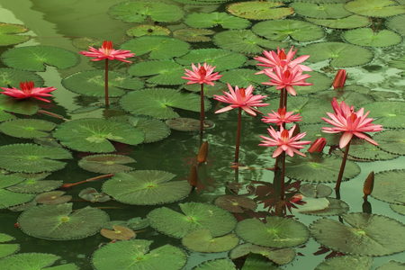Lotus in Thailand.の写真素材