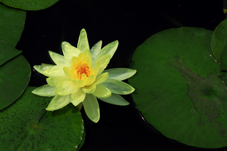 Yellow lotus Thailand.の写真素材