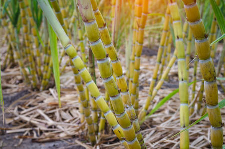 Close-ups Sugar cane fieldsの写真素材