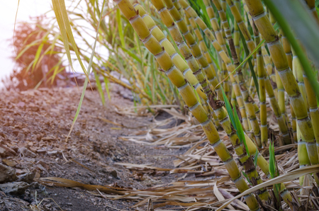 Close-ups sugar cane fieldsの写真素材