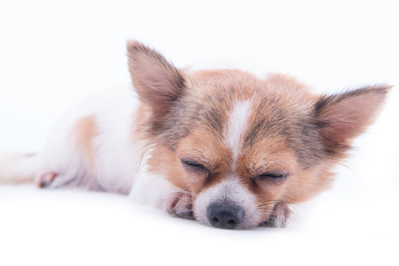 chihuahua in front of white backgroundの写真素材
