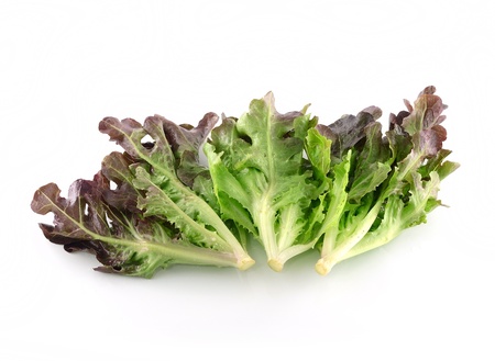 fresh green lettuce leavesの写真素材