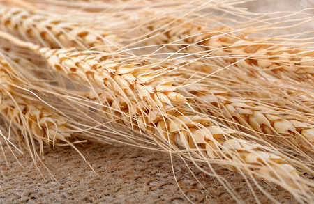 barleyの写真素材