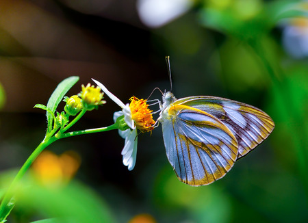 butterfly fly in morning natureの写真素材