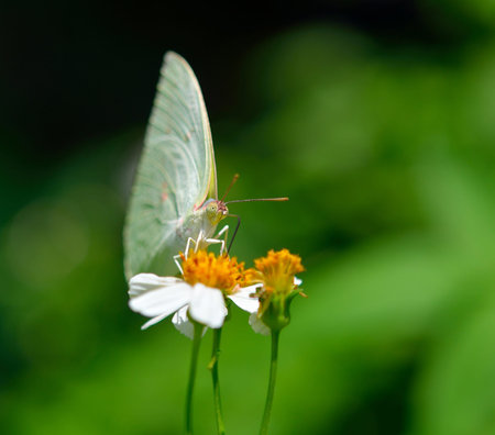 butterfly fly on flowerの写真素材