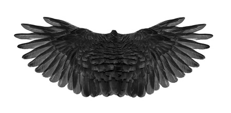 black wing of bird on white backgroundの写真素材