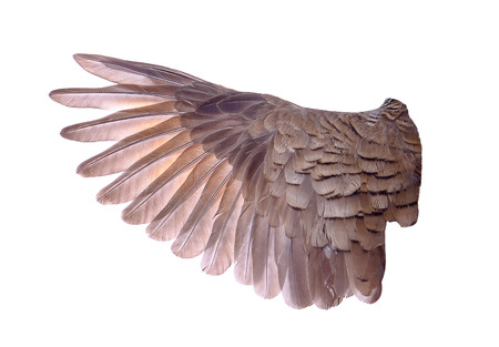 wing of bird on white backgroundの写真素材