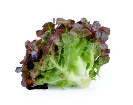 Red Oak Lettuceの写真素材
