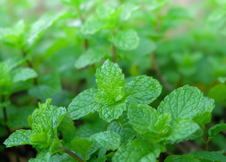 mint leaf の写真素材