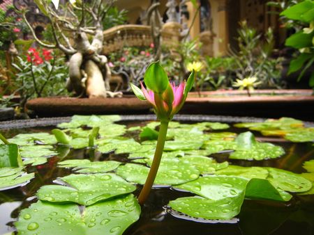 Plant : Reddish 3 Far Shotの写真素材
