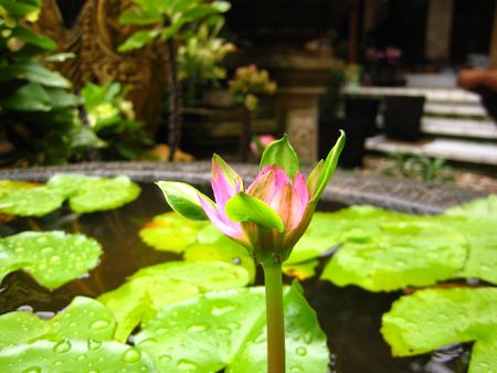 Plant : Reddishの写真素材