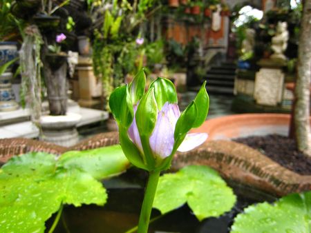 Plant : Pinkの写真素材