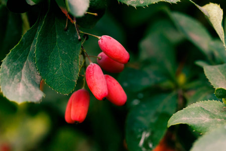 common barberry, red berries