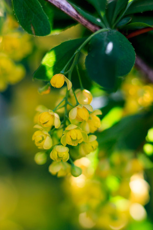 yellow barberry flowers in early summeの写真素材