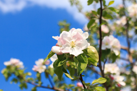 apple blossom against blue skyの写真素材