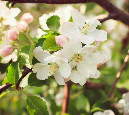 blooming apple branches white and pink flowersの写真素材