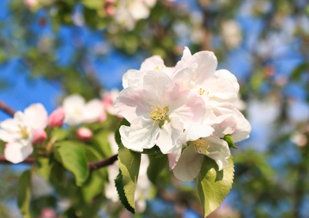 apple blossom closeup and blue skyの写真素材