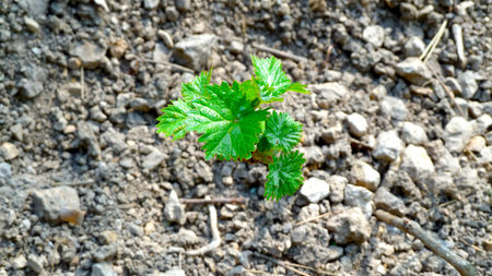 Newly planted grape vine.
