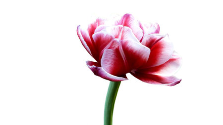 Tulip