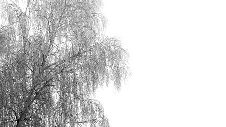 Frosted willow treeの写真素材