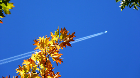 Oak tree with colorful leaves during Autumn against blue sky. Aircraft visible in the background.の写真素材