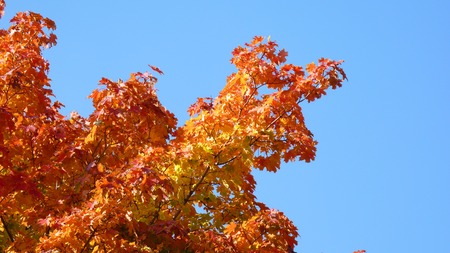 Maple tree with colorful leaves during Autumn.の写真素材