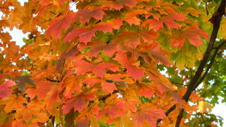 Maple tree with colorful leaves during Autumn.
