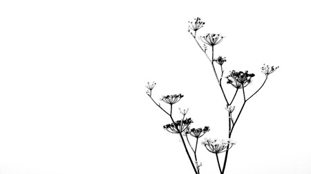 Frozen grassの写真素材