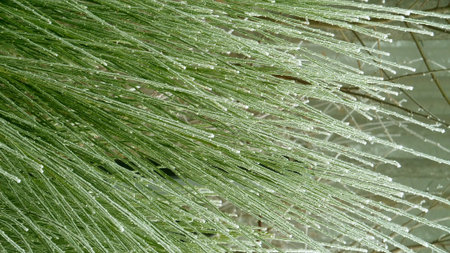 Frosted bush