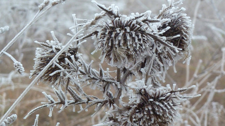 Frozen prickleの写真素材