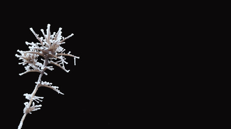 Frozen prickle isolated on black background.の写真素材