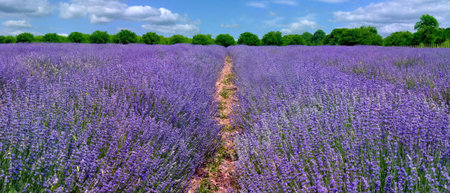 Lavender Fieldの写真素材