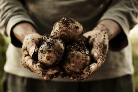 fresh potatoes in farmer s hands の写真素材
