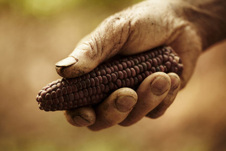 A farmers hands holding out corn 