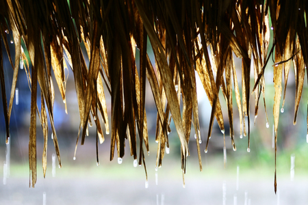 raindrop from hay roofの写真素材