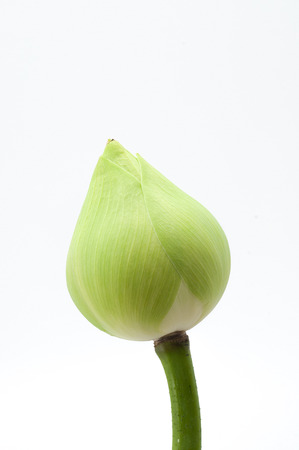 lotusの写真素材