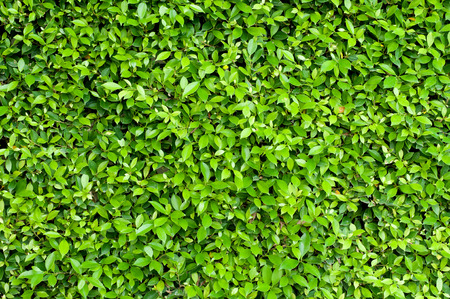 green leaf backgroundの写真素材