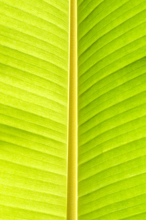 Texture background of backlight fresh green Leaf.の写真素材