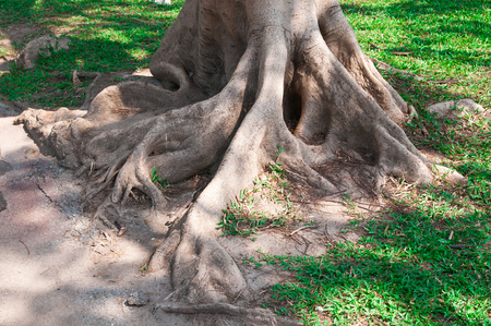 big tree rootの写真素材