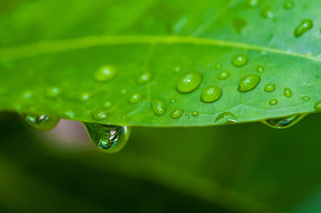Water droplets on a green leafの写真素材